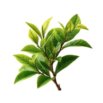 green tea green tea